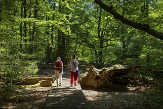 The Sababurg primeval forest, also known as the Reinhardswald primeval forest, is a nature and