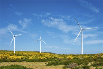 Green renewable alternative energy in Portugal, wind generator turbines among Cytisus flower shrubs