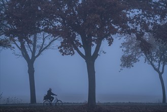 Country road B 57 near Erkelenz, autumn, fog, cyclist, rainy weather, tree-lined avenue, wet road,