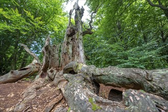 The Sababurg primeval forest, or primeval forest in the Reinhardswald, is a 95-hectare biotope