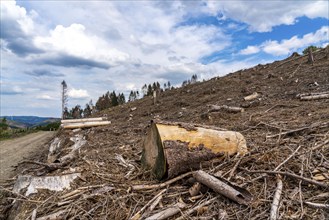 Forest dieback in Sauerland, north of Lüdenscheid, cleared area, diseased trees, over 70 per cent