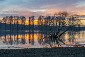 Bislicher Insel nature reserve, floodplain landscape on the Rhine, near Xanten, floods, flooded