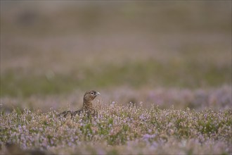 Red grouse (Lagopus lagopus scotica) adult female bird amongst flowering heather on a moorland in