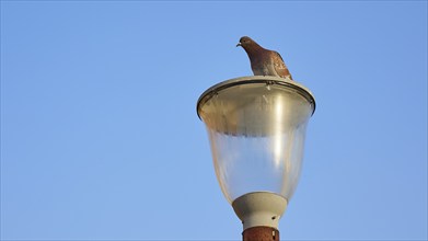 Dove sitting on a street lamp against a clear blue sky, harbour area, Rhodes Town, Rhodes,