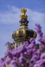 The lilacs bloom magnificently at the Zwinger moat, Dresden, Saxony, Germany, Europe