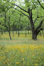 Yankee Springs Twp., Michigan, Black-Eyed Susans (Rudbeckia hirta) in a forest clearing