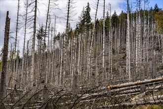 Dead spruce trees, broken by wind, lying in disarray, forest dieback in the Arnsberg Forest nature