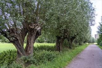 Duisburg Friemershein, floodplain along the Rhine, nature reserve Rheinaue Friemersheim, pollarded