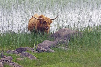 A brown Highland cow stands in the reeds on the shore of a loch next to rocks, Mull, Inner