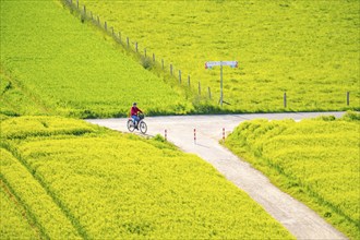 Cereal fields in spring, still green and fresh in growth, field path, cyclist, North