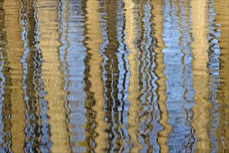 Reflection of deciduous trees on the water surface, North Rhine-Westphalia, Germany, Europe