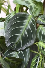 Close up of leaf of exotic 'Maranta Leuconeura Cat Moustache' houseplant