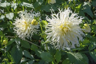 Flowering Dahlias (Dahlia), variety Tsuki Yari in the Dahlia Farm in Löderup, Ystad municipality,