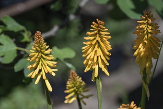 Flowers of the torch lily (kniphofia uvaria), Bavaria, Germany, Europe