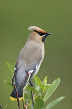 Waxwing, (Brombycilla garrulus), on a perch, Lapland, Sweden, Europe