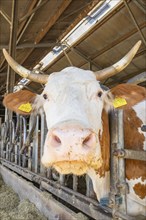 Close-up of a cow in the barn looking at the camera. Yellow ear tags and rusty metal grid in the