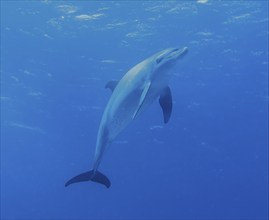 Dolphin, Bottlenose dolphin, Dive site Shaab El Erg Dolphin House, Red Sea, Egypt, Africa