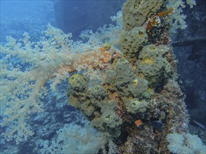 Corals at the dive site Wreck of the Giannis D., Red Sea, Egypt, Africa