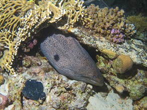 Giant Moray moray (Gymnothorax javanicus), dive site Bluff Point Reef, Red Sea, Egypt, Africa