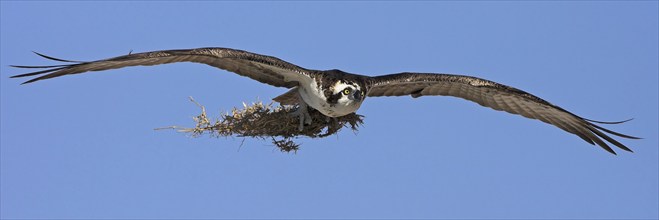 Western osprey (Pandion haliaetus), with nesting material, flight photo, Everglades NP, Flamingo,