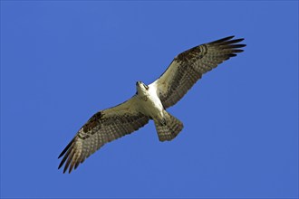 Western osprey (Pandion haliaetus), flight photo, Everglades NP, Flamingo, Florida, USA, North