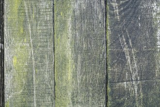 Board wall, wooden wall with verdigris, texture, background, North Rhine-Westphalia, Germany,