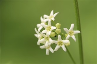 European spindle (Euonymus europaeus), flowers, North Rhine-Westphalia, Germany, Europe