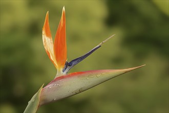 Strelitzia (Strelitzia reginae), flower, ornamental plant, occurring in South Africa