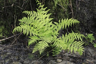 Lady fern (Athyrium filix-femina), by the water, North Rhine-Westphalia, Germany, Europe