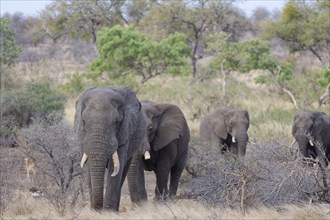 African bush elephants (Loxodonta africana), herd of adult male elephants walking, leaving the