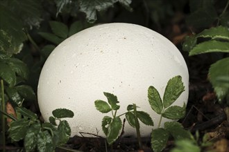 Giant puffball (Langermannia gigantea, Calvatia gigantea), North Rhine-Westphalia, Germany, Europe