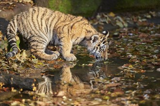 Close-up of a Siberian tiger (Panthera tigris altaica) cub, captive