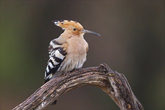 Hoopoe, (Upupa epops), on perch, hoopoe family, formerly raptors, Hides de El Taray / Lesser Kestr,