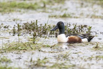 Northern shoveler (Spatula clypeata), Lower Saxony, Germany, Europe