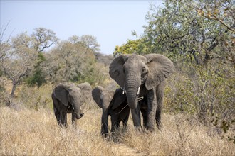 African elephant (Loxodonta africana), female with two young, in dry grass, Kruger National Park,