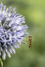 Wood hoverfly (Syrphus balteatus) on globe thistle (Echinops ritro), Emsland, Lower Saxony,