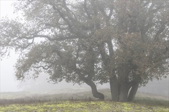 English oak (Quercus robur) in fog, Emsland, Lower Saxony, Germany, Europe