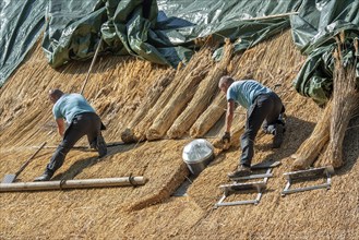 Thatch works by thatchers on thatched roof showing yelms, bundles of water reed used as roofing