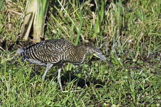 Bare-throated tiger heron (Tigrisoma mexicanum) stalking prey in swamp, Central America