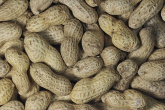 Peanuts as bird feed for birds at birdfeeder in winter