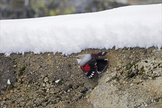 European wallcreeper (Tichodroma muraria muraria) female in non-breeding plumage foraging on