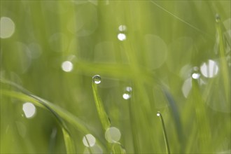 Close-up of dewdrops hanging from blades of grass, grass halms in grassland, meadow