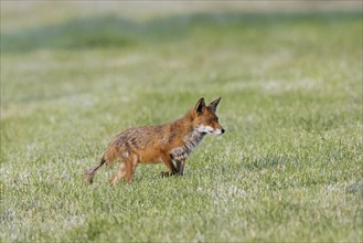 Red fox (Vulpes vulpes) showing early stage of mange infection caused by parasitic mites, hunting