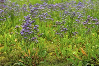 Common sea-lavender (Limonium vulgare) in flower in saltmarsh, salt marsh along the North Sea coast