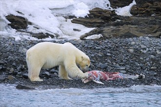 Solitary polar bear (Ursus maritimus) eating from beached dolphin carcass along the Svalbard coast