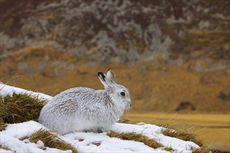 Mountain hare, alpine hare, snow hare (Lepus timidus) in white winter pelage resting in the hills