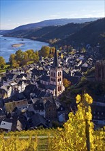 Autumn view of Bacharach on the Rhine with St. Peter's Church, UNESCO World Heritage Upper Middle