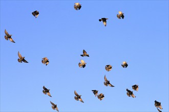 Starlings in the sky, September, Usedom, Mecklenburg-Western Pomerania, Germany, Europe