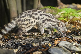 Common genet (Genetta genetta), wildlife in a forest, Montseny National Park, Catalonia, Spain,