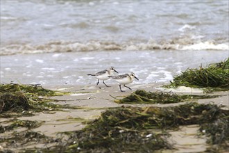 Sanderling Limikole, Usedom, September, Mecklenburg-Western Pomerania, Germany, Europe